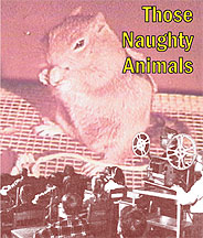 those-naughty-animals-DVD