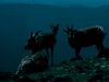 qz_fedC0-no.jpg